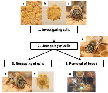 Research, varroa resistance, VSH, SMR